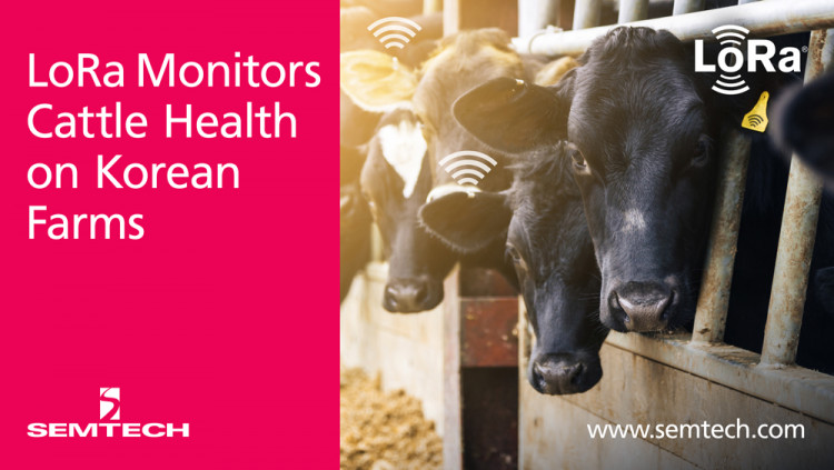 Semtech and SK Telecom Leverage LoRa Technology to Monitor Cattle Health