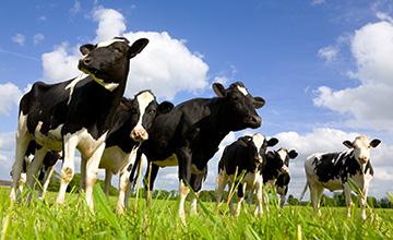 LoRaWANがスマート農業と精密畜産業をサポート